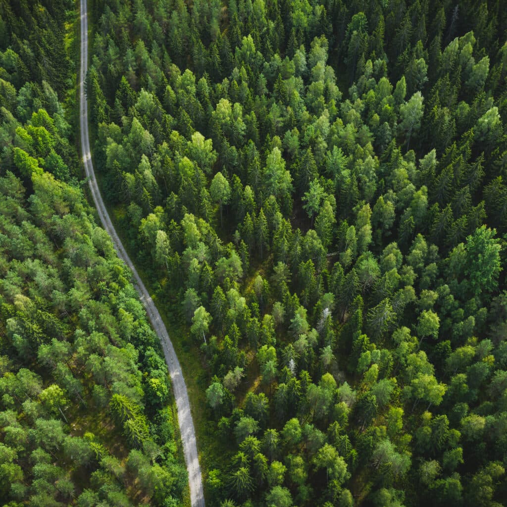 skog, väg, dag, gran, natur, miljömärkning, solljus, uppifrån