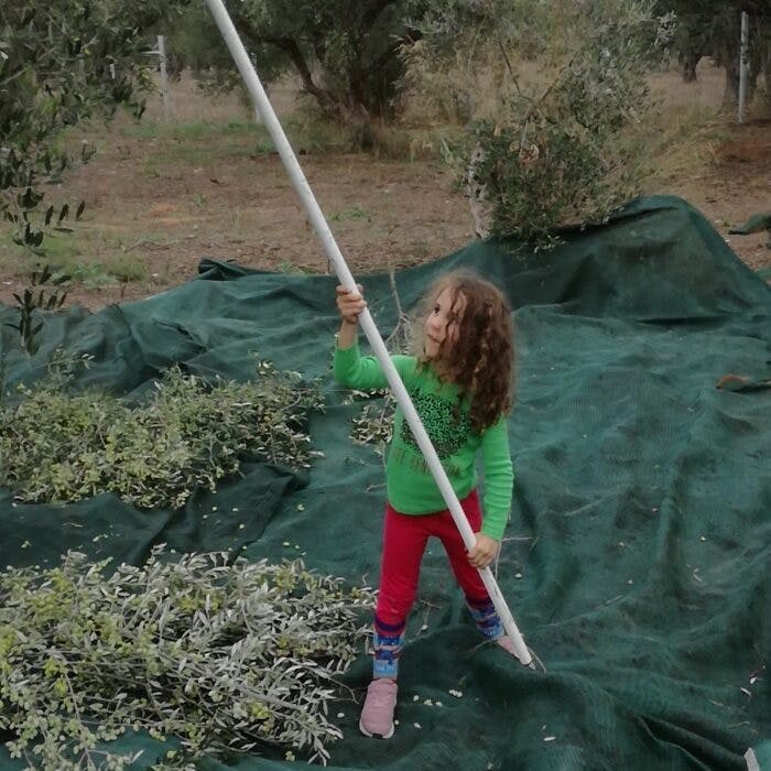 Flicka plockar ner oliver från ett olivträd.