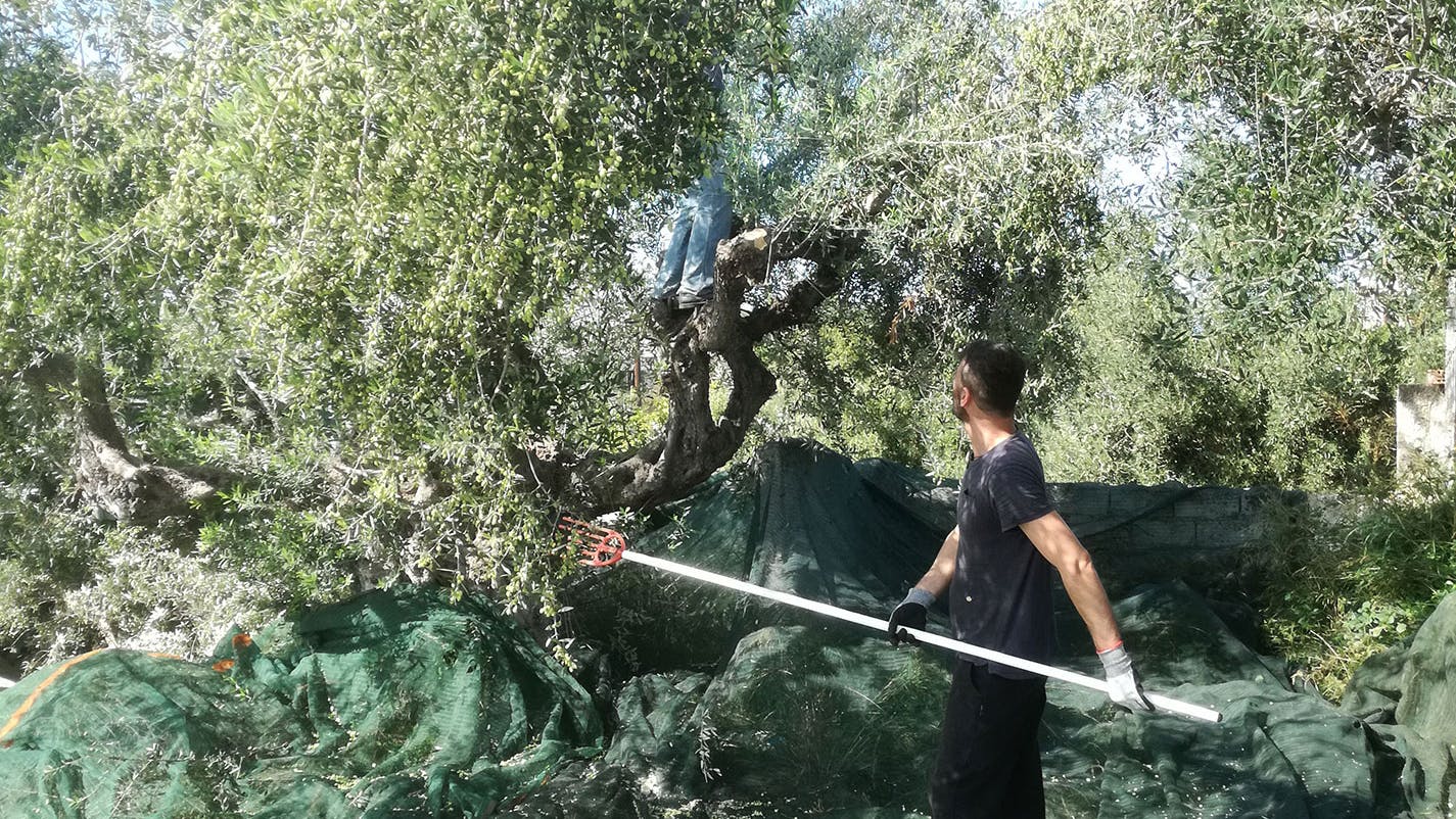 Olivbonde skördar oliver i Grekland
