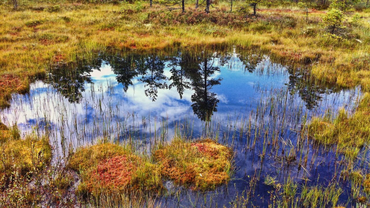 hällefors, landscape, emotion, våtmark, sjö, bog,